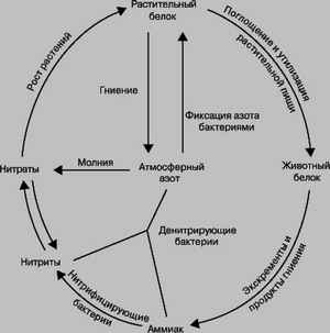 диета лучевая терапия